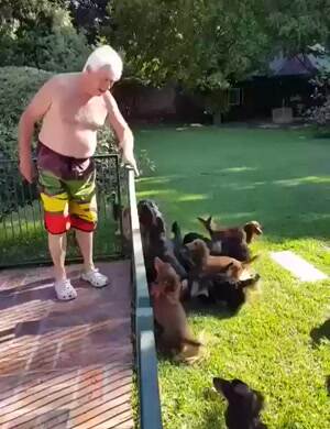 Puppy swimming party