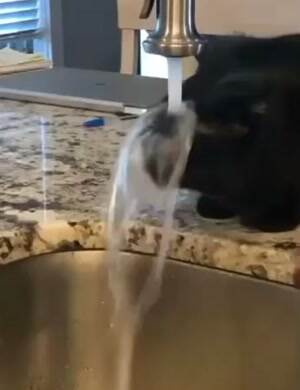 Thirsty dog