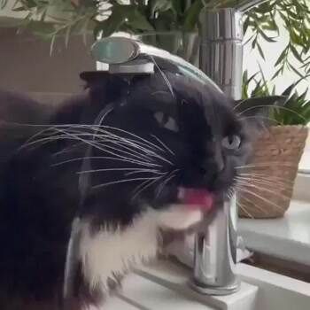 Getting a drink