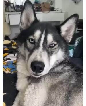 Fluffy doggo