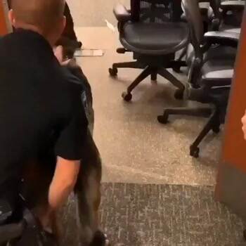 The dog will find a way