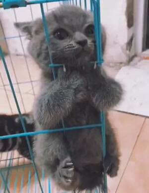 Let me out of this cage