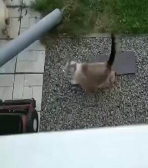 Reverse Gravity Cat