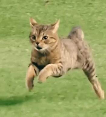 That can can run