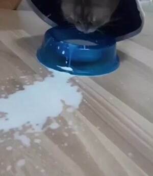 Splashing the milks