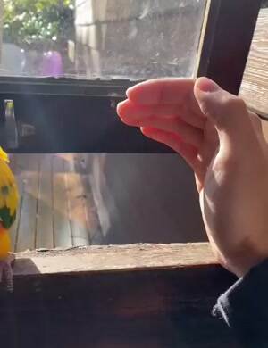 Come here for some pets