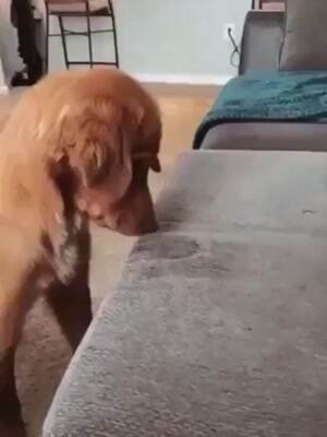 Anyone elses dog do this