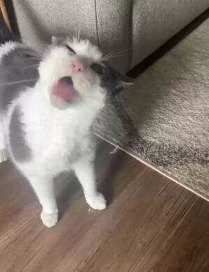 Nommm nom nom   nom nom