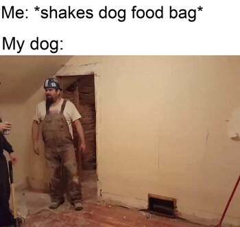 Where is the dog