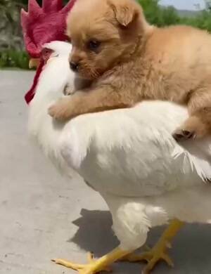 Riding Dirty