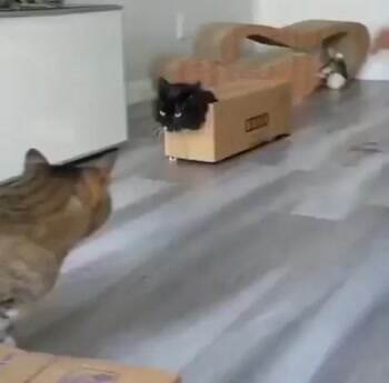 A Cat Thing
