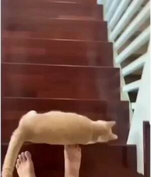 Getting down the steps
