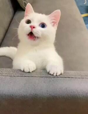 Happy cat wants to play