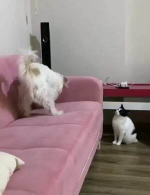 Up on the couch