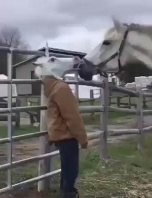 Weird Horse