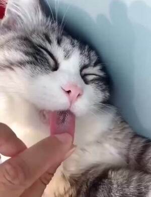 Pulling the tongue