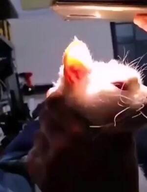 Red eyed cat