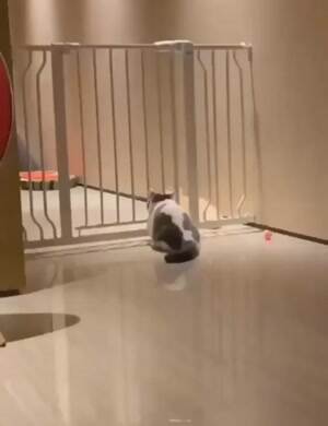 The liquid cat