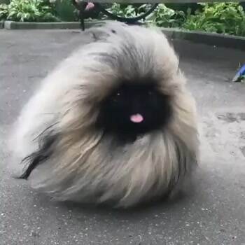 The Marshmallow