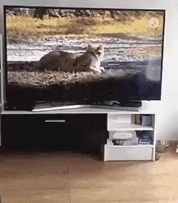 Whoa Whoa where did it go