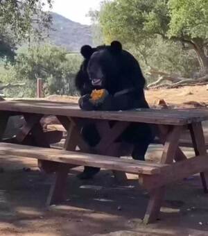 Bear lunch