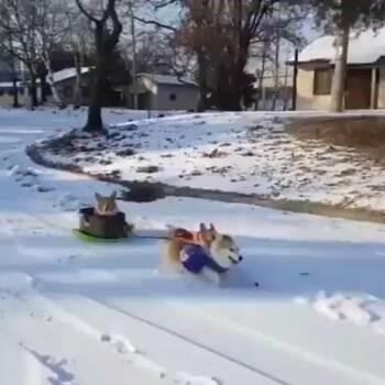 Mush Mush