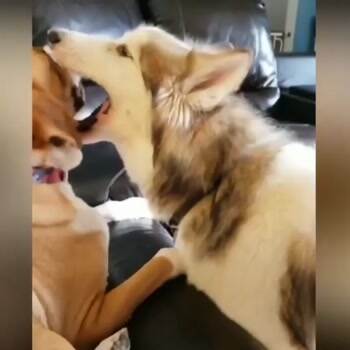 Dog french kiss