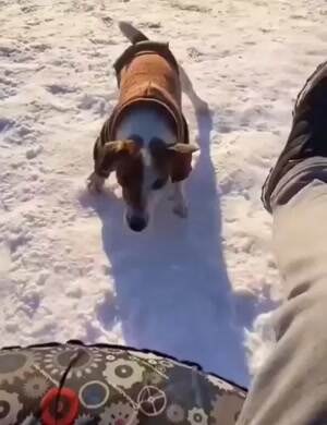Doing some doggo sledding