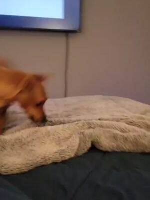 Dude it is play time