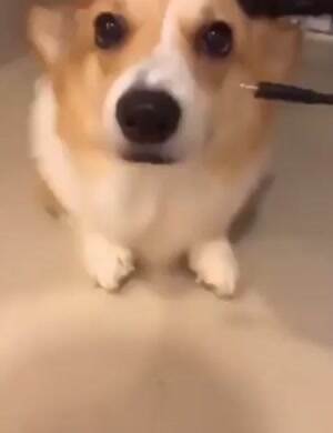 Plugging doggo in