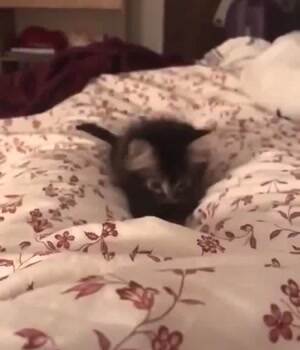 I will pounce on you