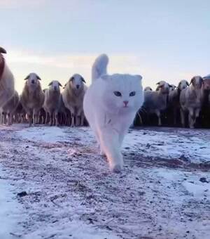 Leading the charge