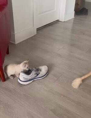 Pounce attack