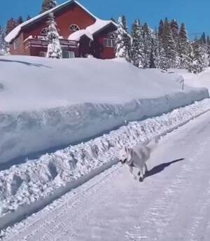 Prancing along