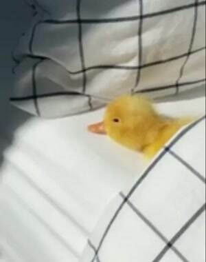 Tucked in for my nap