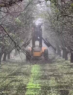 Tree trimming machine