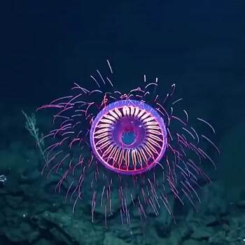 Really cool Jellyfish