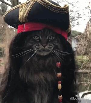 cat jack sparrow