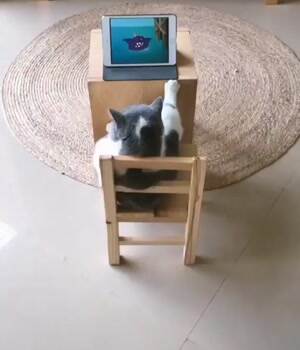 just watching tom and jerry