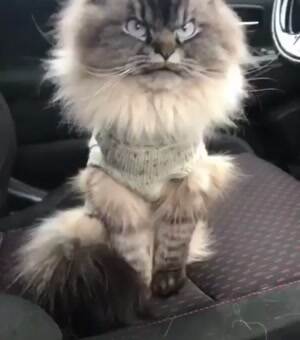 this cat is not happy about this