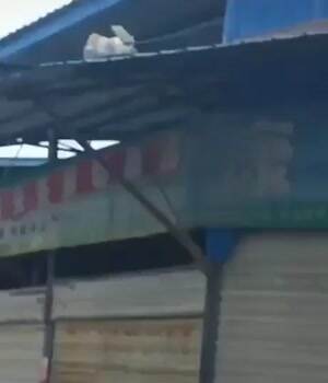 cats always land on their feet