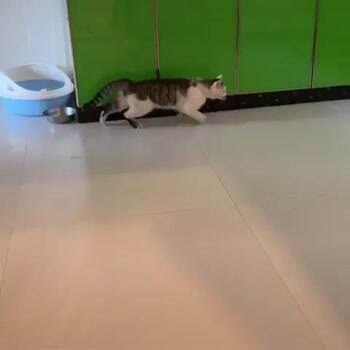 on the catwalk