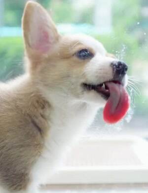 licky licky