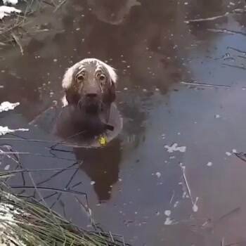 that is one muddy dog