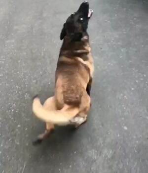 the happiest dog in the world