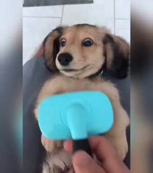 this puppy is really enjoying life