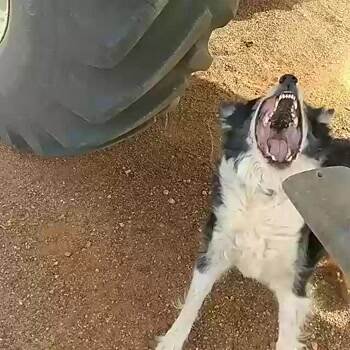 always on the attack