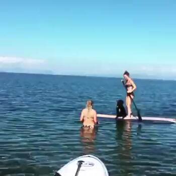 good a time as any for some fetch