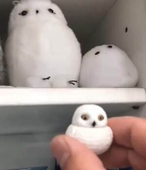 what is that