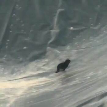 i can do it i can do it woops